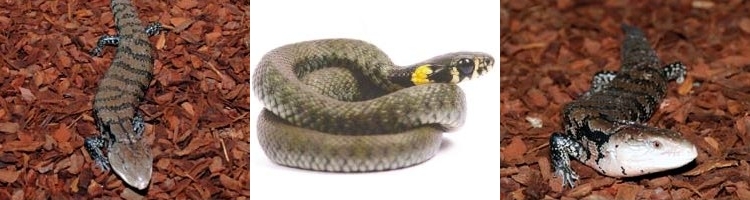 Reptile & Snake Bark Substrates for Veberium Bedding and Tank Decoration from Melcourt Reptile & Snake Bark Substrates for Veberium Bedding and Tank Decoration from Melcourt